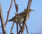 پرنده نگری در ایران - توکای پهلوسرخ