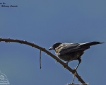پرنده نگری در ایران - توکا