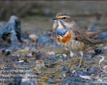 پرنده نگري - گلوآبی - Bluethroat - Luscinia svecica