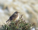 پرنده نگری در ایران - گلوآبی (Bluethroat)