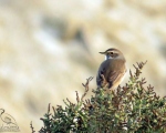 پرنده نگری در ایران - گلوآبی (Bluethroat)