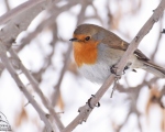 پرنده نگري - سینه سرخ - European Robin - Erithacus rubecula
