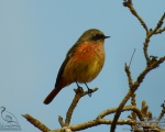 پرنده نگري - دم سرخ پشت بلوطی - Eversmann's Redstart - Phoenicurus erythronotus
