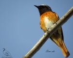 پرنده نگري - دم سرخ معمولی - Common Redstart - Phoenicurus phoenicurus