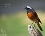 پرنده نگري - دم سرخ معمولی - Common Redstart - Phoenicurus phoenicurus