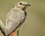 پرنده نگري - دم سرخ معمولی - Common Redstart - Phoenicurus phoenicurus