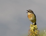 پرنده نگري - چک بوته ای - Whinchat - Saxicola rubetra
