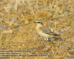 پرنده نگری در ایران - Northern Wheatear