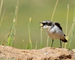 پرنده نگري - چکچک کوهی - Northern Wheatear - Oenanthe oenanthe
