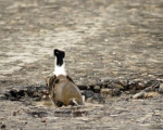 پرنده نگری در ایران - Northern Wheatear