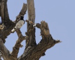 پرنده نگري - چکچک ابلق خاوری - Variable Wheatear - Oenanthe picata