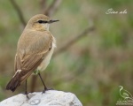 پرنده نگري - چکچک دشتی - Isabelline Wheatear - Oenanthe isabellina
