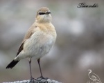 پرنده نگري - چکچک دشتی - Isabelline Wheatear - Oenanthe isabellina