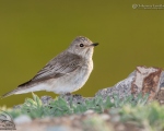 پرنده نگري - مگس گیر خالدار - Spotted Flycatcher - Muscicapa striata
