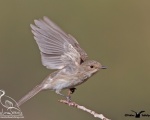 پرنده نگري - مگس گیر خالدار - Spotted Flycatcher - Muscicapa striata