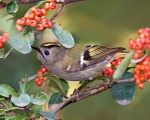 پرنده نگري - سسک تاج طلایی - Goldcrest - Regulus regulus