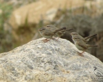 پرنده نگري - سسک جنبان - Streaked Scrub-warbler - Scotocerca inquieta
