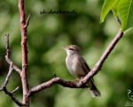 پرنده نگری در ایران - سسک درختی بزرگ