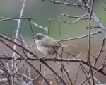 پرنده نگری در ایران - سسک سر دودی