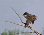 پرنده نگري - سسک سر دودی - Menetries's Warbler - Sylvia mystacea