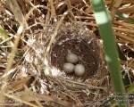 پرنده نگري - سسک سر دودی - Menetries's Warbler - Sylvia mystacea