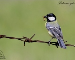 پرنده نگری در ایران - great tit