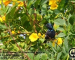 پرنده نگري - شهد خور - Purple Sunbird - Cinnyris asiaticus