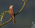 پرنده نگری در ایران - سنگ چشم پشت سرخ ( Red-backed Shrike )