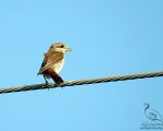 پرنده نگری در ایران - Female Red Backed Shrike