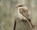 پرنده نگري - سنگ چشم پشت سرخ - Red-backed Shrike - Lanius collurio