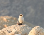 پرنده نگري - سنگ چشم خاکستری کوچک - Lesser Grey Shrike - Lanius minor