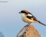 پرنده نگري - سنگ چشم سر حنایی - Woodchat Shrike - Lanius senator