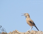 پرنده نگري - زاغ بور - Pleske's Ground-jay - Podoces pleskei