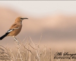 پرنده نگري - زاغ بور - Pleske's Ground-jay - Podoces pleskei