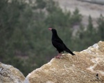 پرنده نگری در ایران - زاغ نوک سرخ