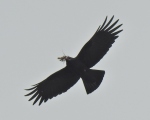 پرنده نگري - زاغ نوک سرخ  - Red-billed Chough - Pyrrhocorax pyrrhocorax