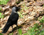 پرنده نگري - کلاغ گردن بور - Eurasian Jackdaw - Corvus monedula
