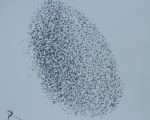 پرنده نگري - سار - Common Starling - Sturnus vulgaris