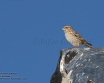 پرنده نگری در ایران - Rock Sparrow
