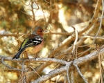 پرنده نگري - سهره جنگلی - Common Chaffinch - Fringilla coelebs