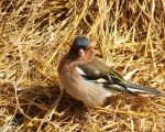 پرنده نگري - سهره جنگلی - Common Chaffinch - Fringilla coelebs
