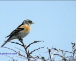 پرنده نگری در ایران - Brambling
