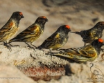 پرنده نگري - سهره پیشانی سرخ - Red-fronted Serin - Serinus pusillus