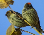 پرنده نگري - سهره پیشانی سرخ - Red-fronted Serin - Serinus pusillus