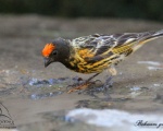 پرنده نگري - سهره پیشانی سرخ - Red-fronted Serin - Serinus pusillus