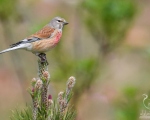 پرنده نگري - سهره سینه سرخ - Common Linnet - Carduelis cannabina
