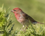 پرنده نگري - سهره گلی - Common Rosefinch - Carpodacus erythrinus