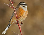 پرنده نگري - زرده پره کوهی - Rock Bunting - Emberiza cia