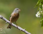 پرنده نگري - زرده پره سر خاکستری - Grey-necked Bunting - Emberiza buchanani