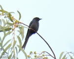 پرنده نگري - بوچانگای خاکستری - Ashy Drongo - Dicrurus leucophaeus